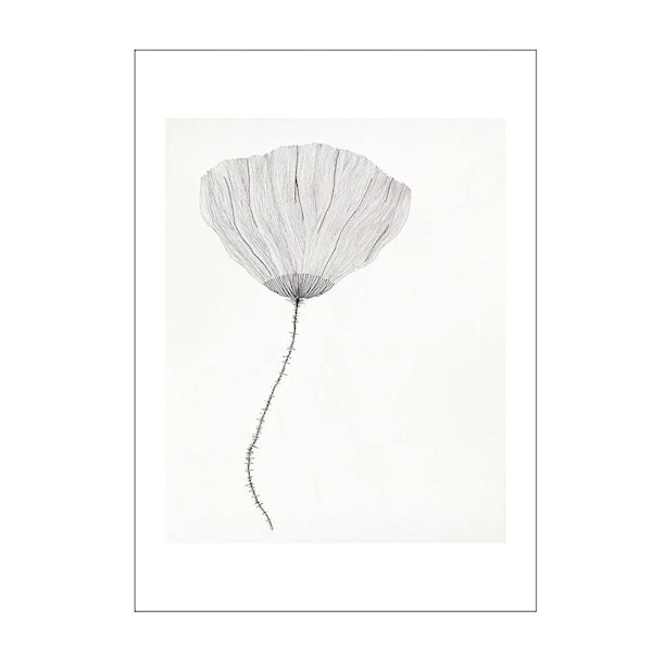 The Poster Club x Ana Frois poster 30x40 cm poppy