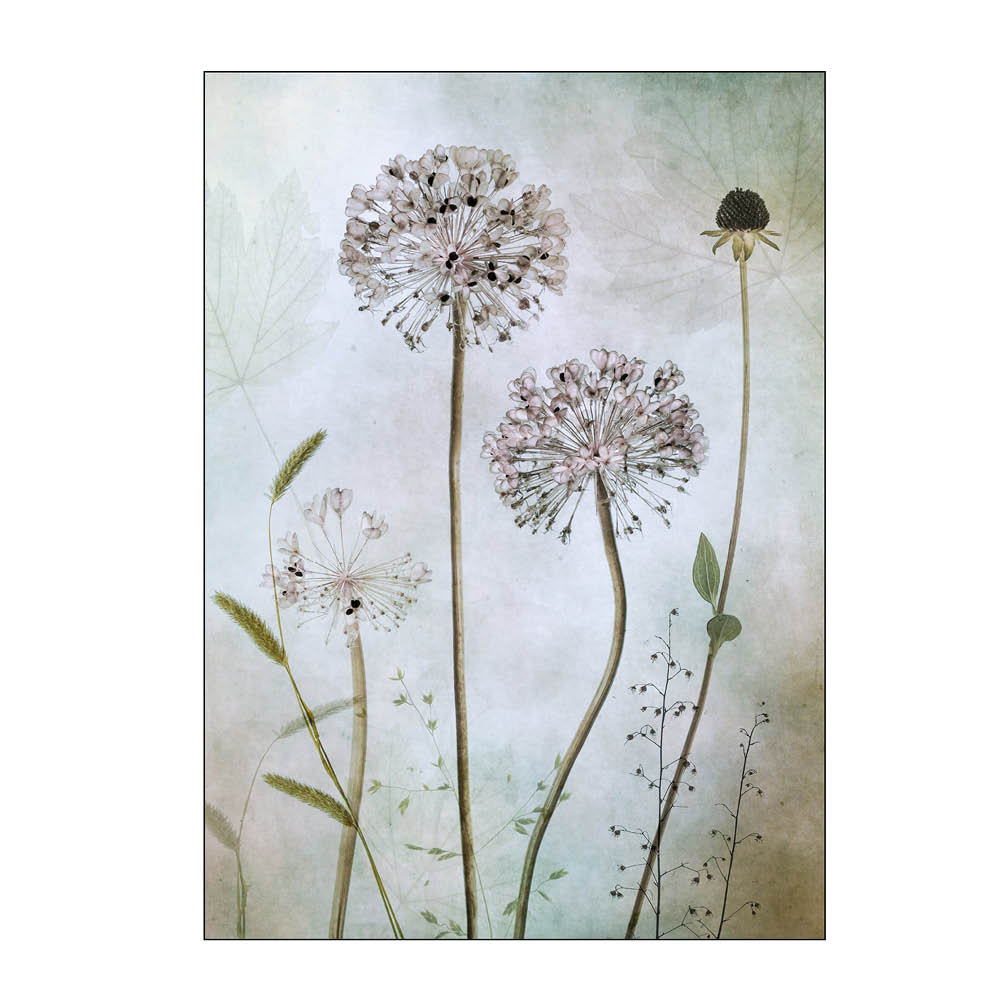 Läs mer om Poster & Frame - Mandy Disher poster 50x70 cm allium