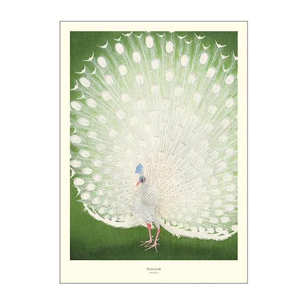 A.P. Atelier poster 50x70 cm peacock