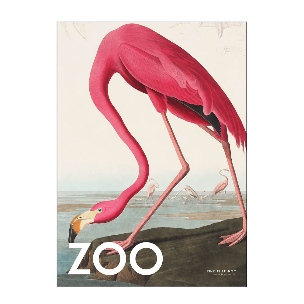 Läs mer om Poster & Frame - A.P. Atelier poster 50x70 cm the zoo collection pink flamingo edt. 002