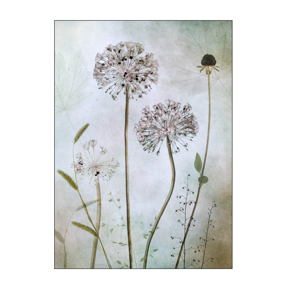 Läs mer om Poster & Frame - Mandy Disher poster 30x40 cm allium