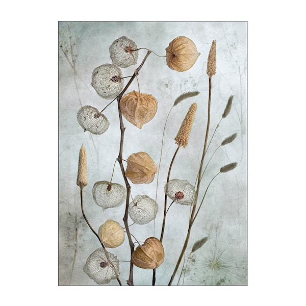 Mandy Disher poster 50x70 cm lanterns