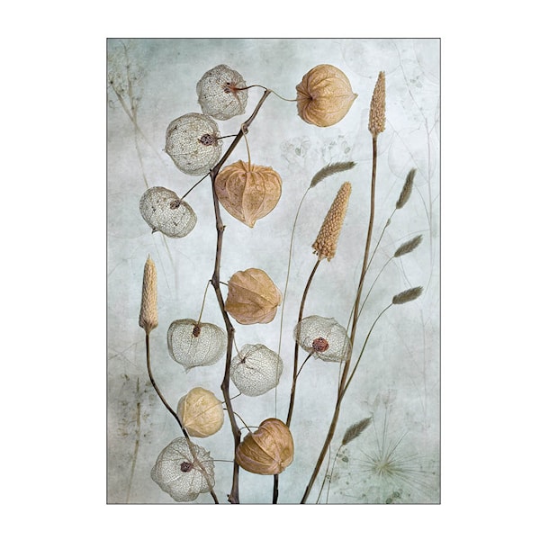 Mandy Disher poster 30x40 cm lanterns